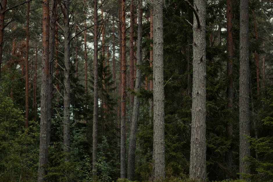 Lush forest with tall pine and spruce trees creating a serene natural backdrop.